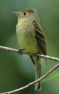 Empidonax occidentalis Nelson 1897的圖片