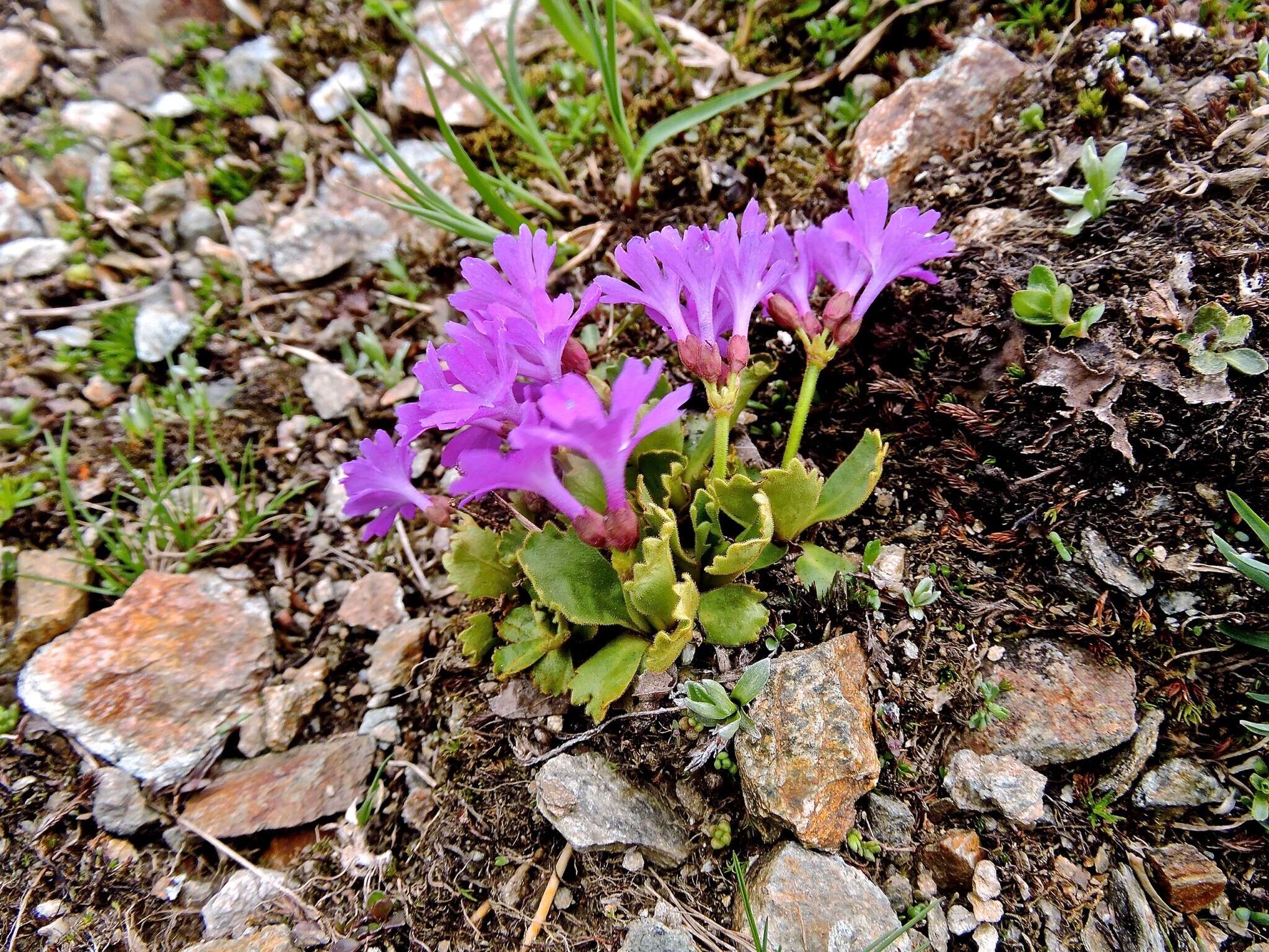 Image of Primula daonensis (Leybold) Leybold