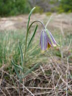 Fritillaria fleischeriana Steud. & Hochst. ex Schult. & Schult. fil. resmi