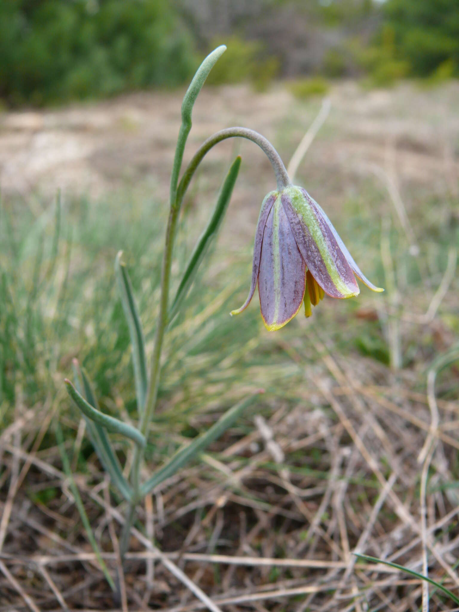 Fritillaria fleischeriana Steud. & Hochst. ex Schult. & Schult. fil. resmi