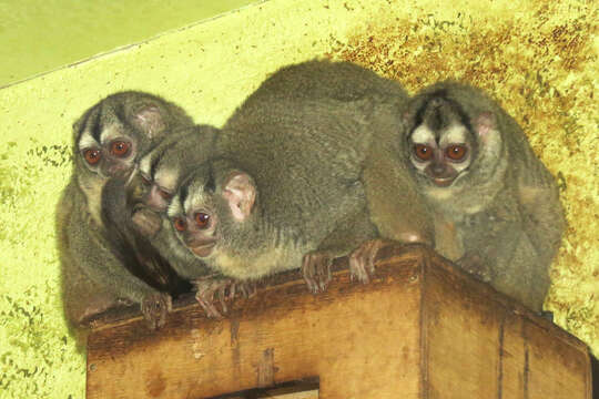 Image of Gray-handed Night Monkey