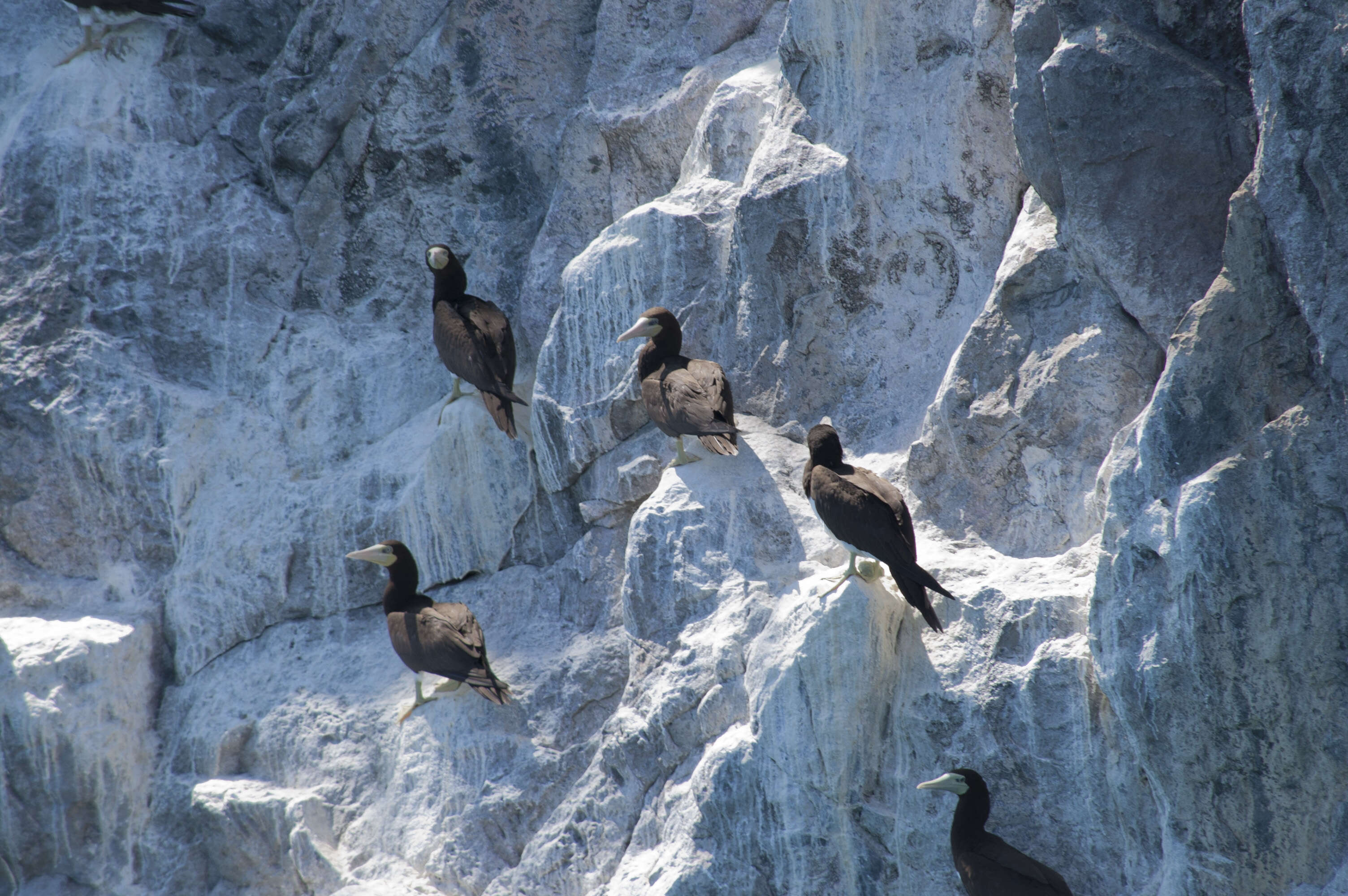 Image of Brown Booby