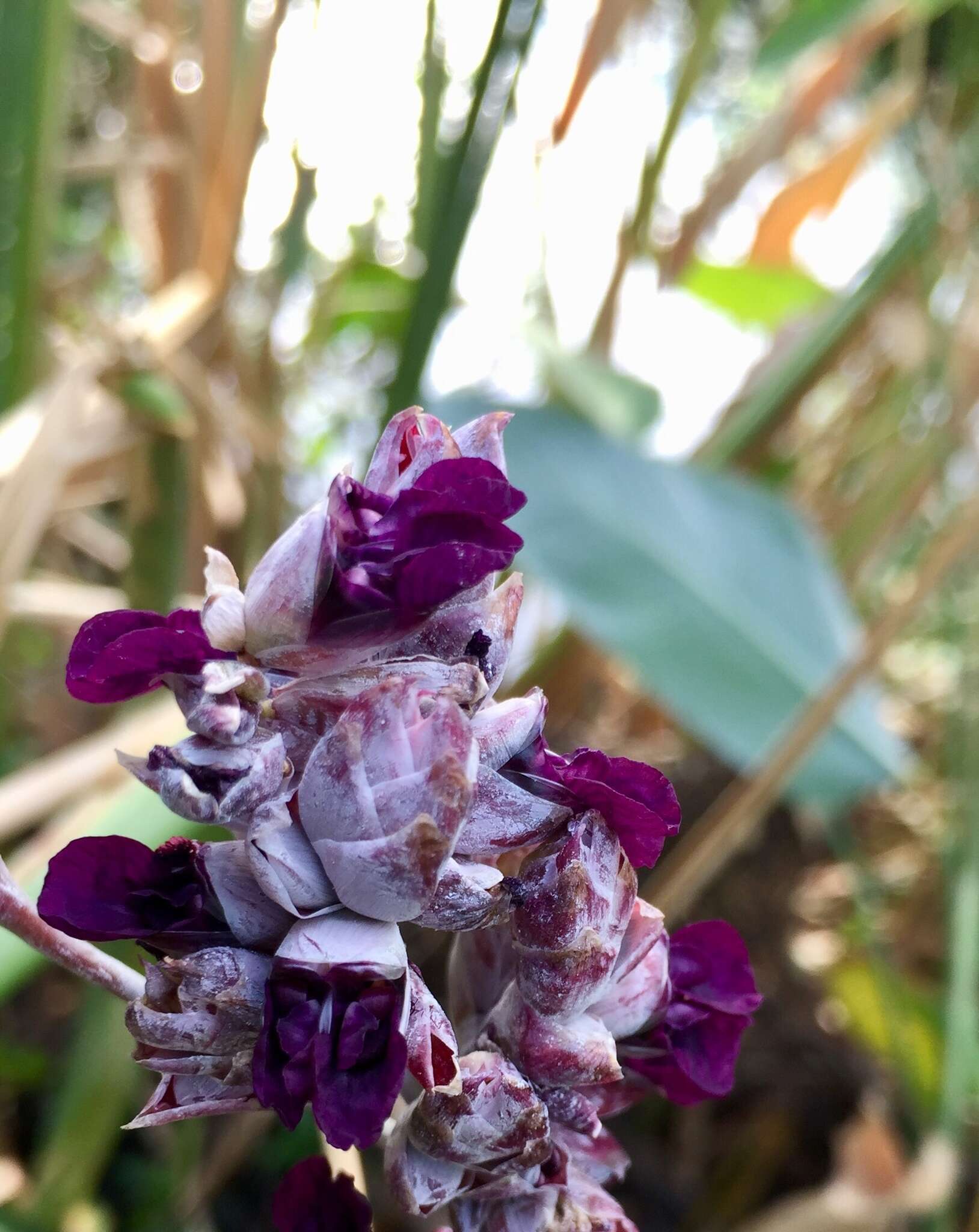 Image of Thalia multiflora Horkel ex Körn.