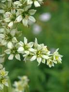 صورة Veratrum californicum Durand