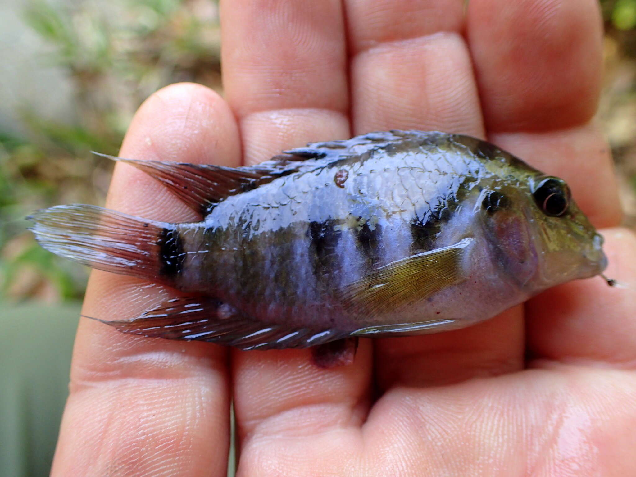 Image of Amatitlán Cichlids