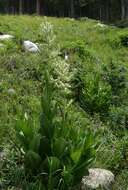 صورة Veratrum californicum Durand