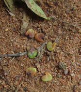 Image of Crotalaria burkeana Benth.