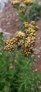 Image of Dominican cudweed