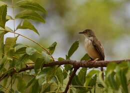 Image of Jungle Prinia