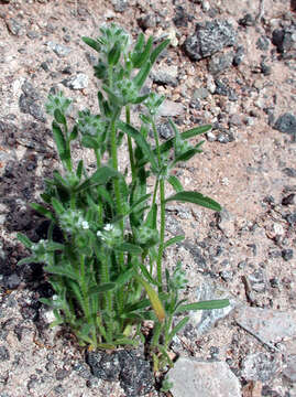 صورة Cryptantha pterocarya (Torr.) Greene