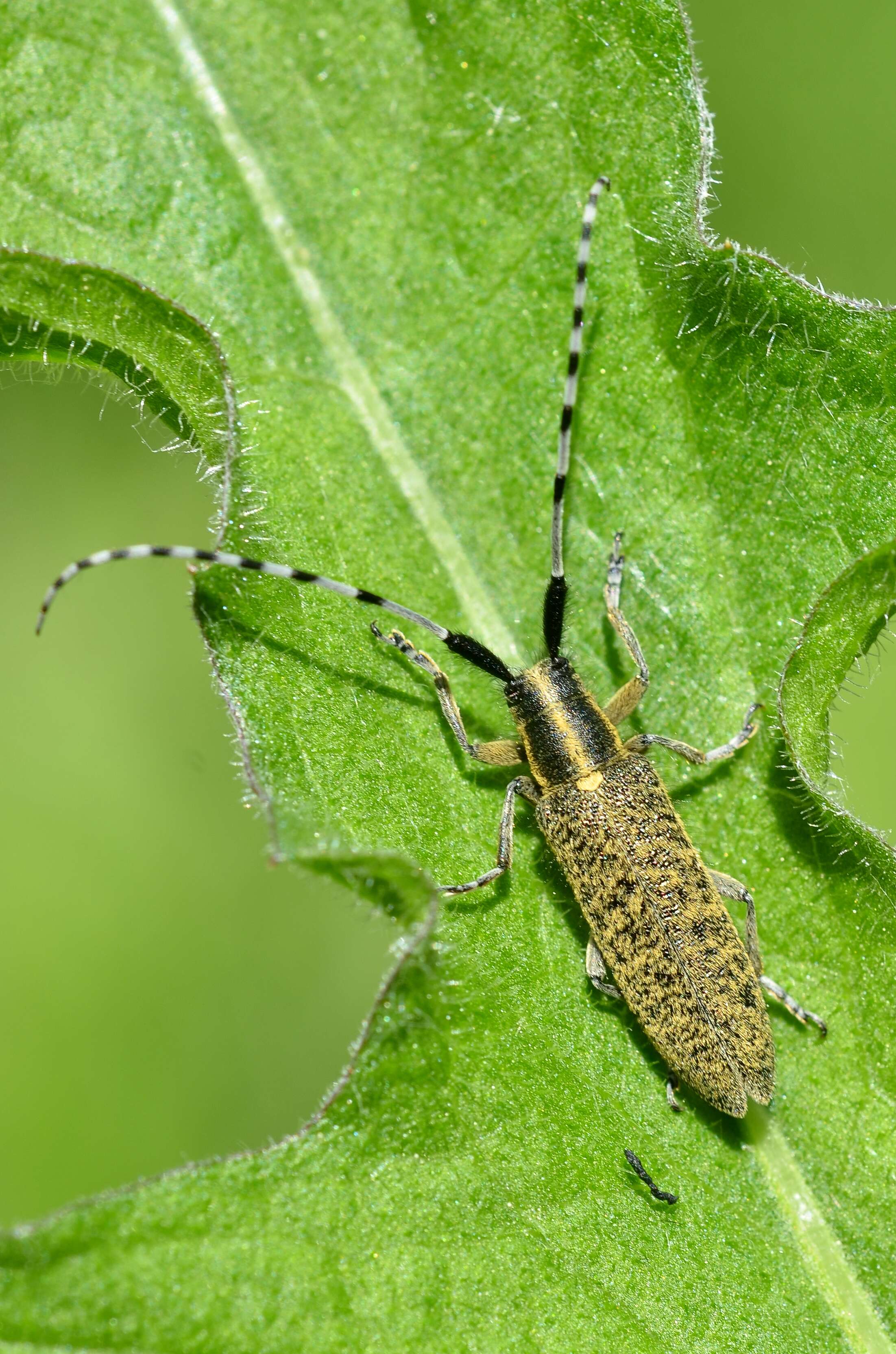 Image of Agapanthia (Epoptes) villosoviridescens (Degeer 1775)