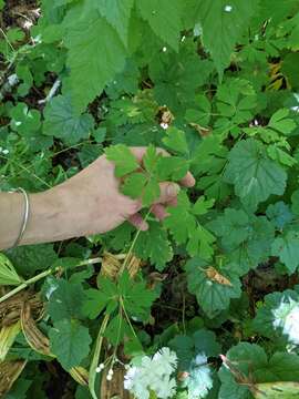 Image of Willamette false rue anemone