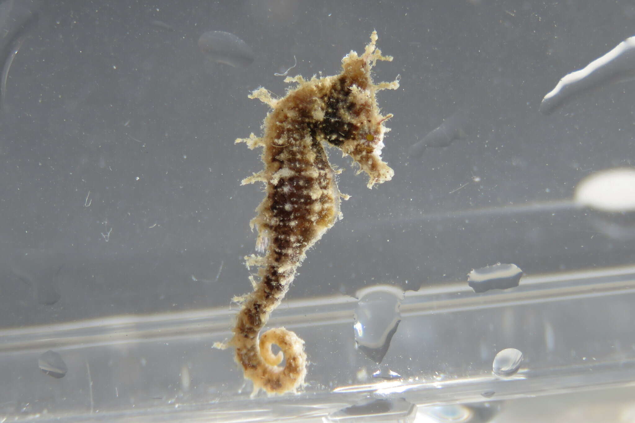 Image of Dwarf Seahorse