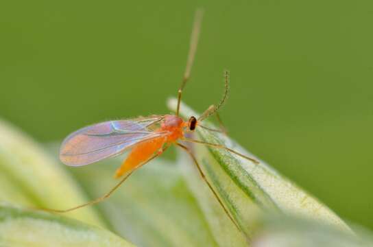 Image of Wheat midge