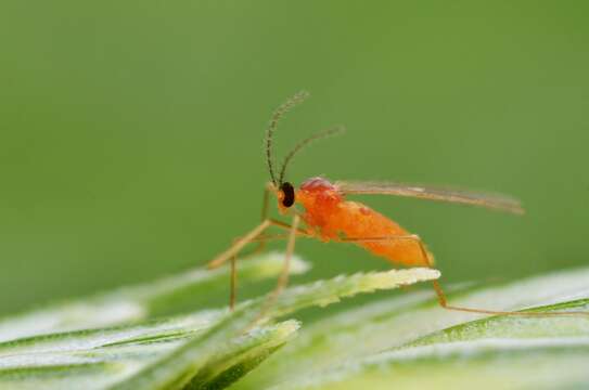 Image of Wheat midge