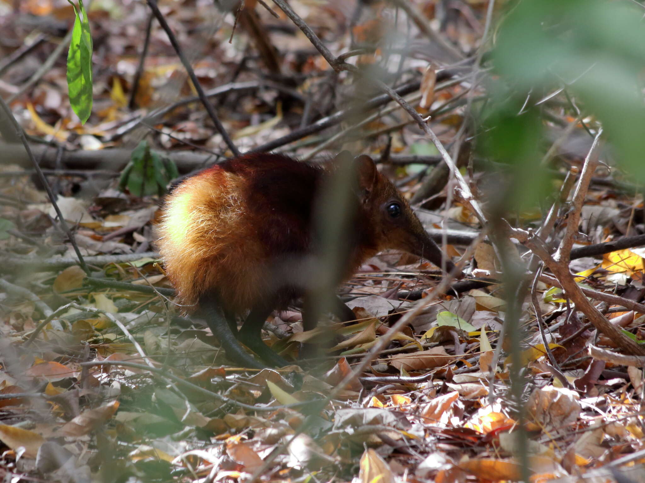 Image of Golden-rumped Elephant Shrew