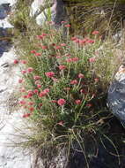 Image of Anaxeton arborescens (L.) Less.