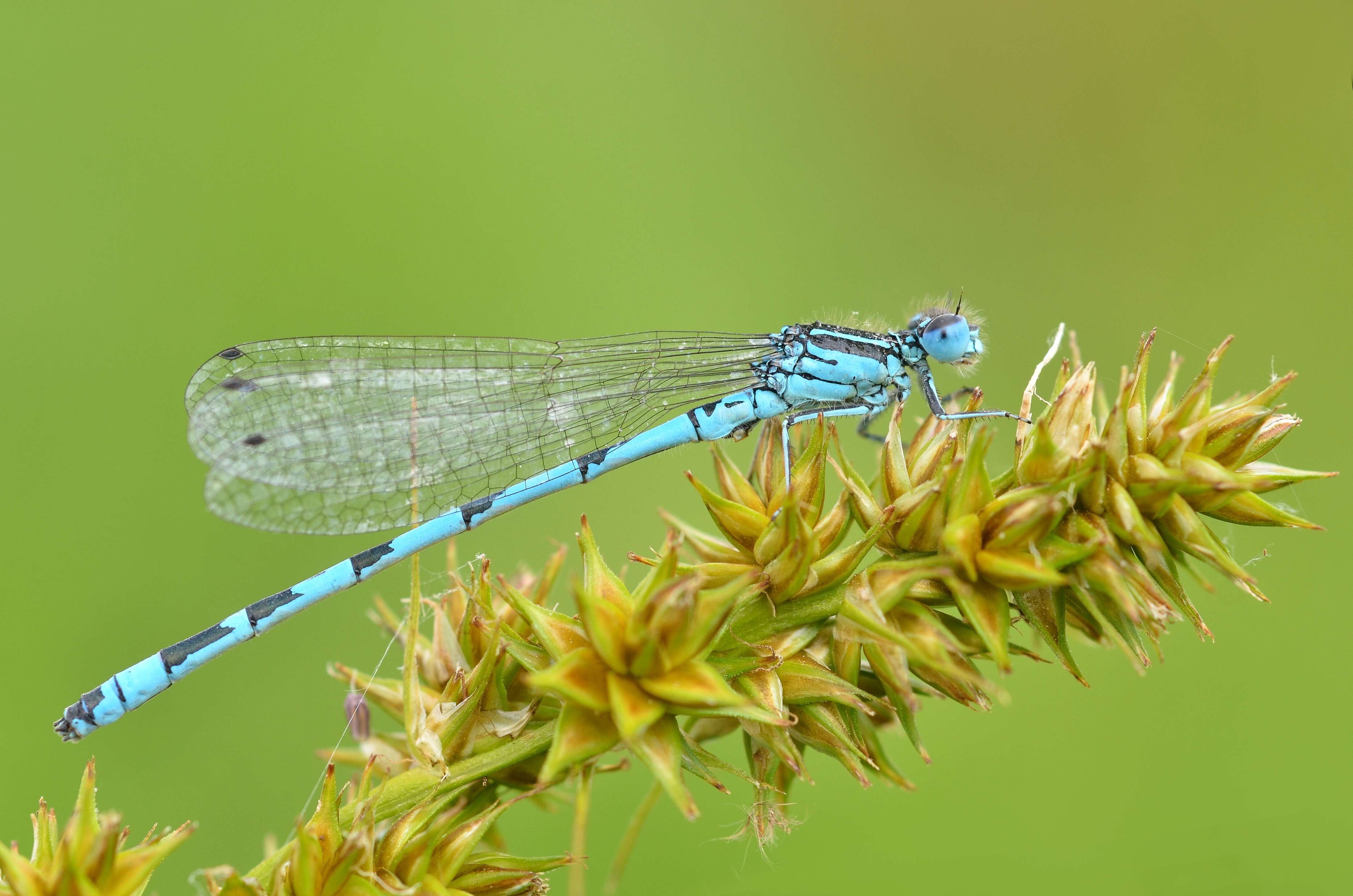 Image of Southern Damselfly