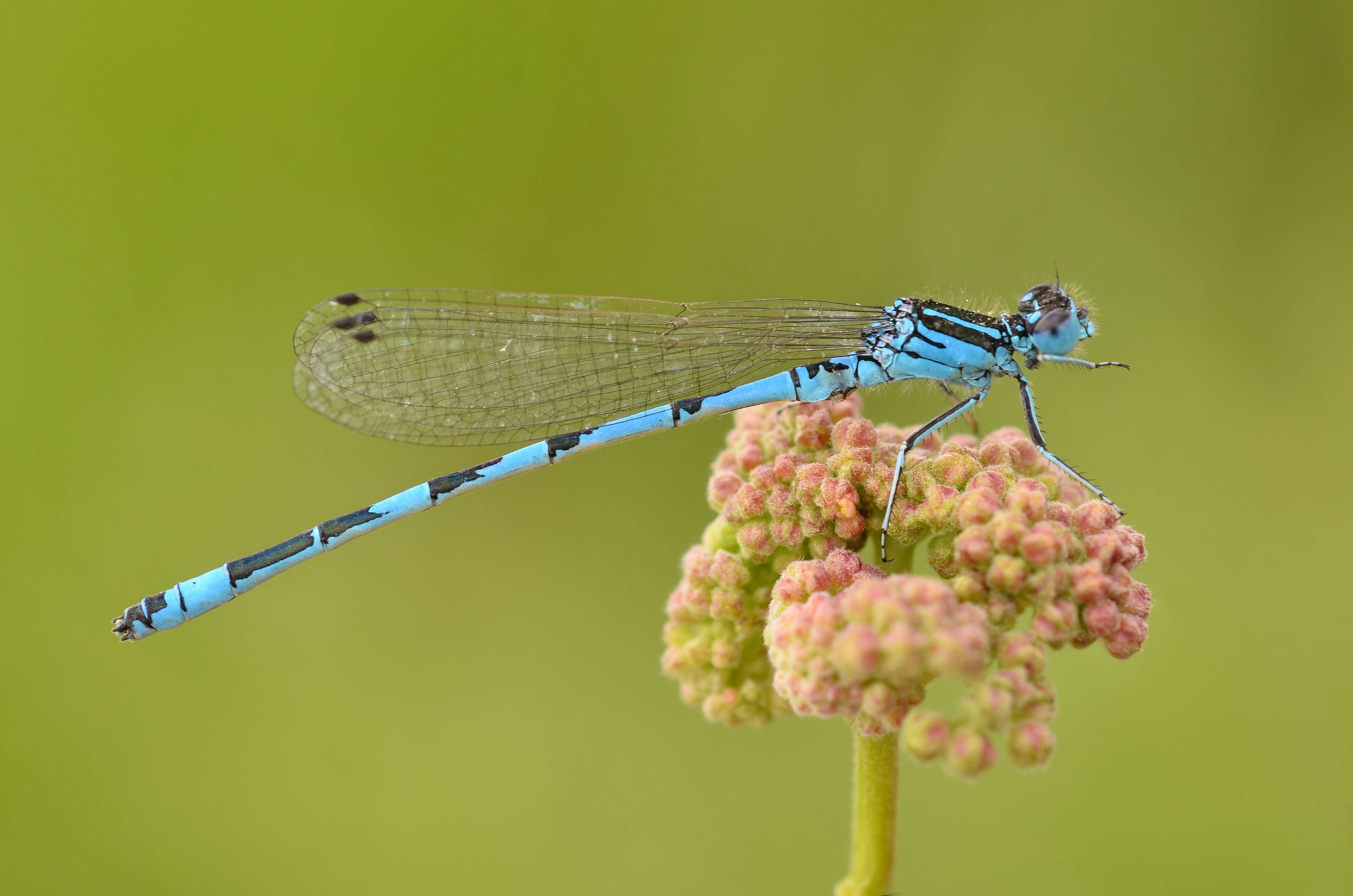 Image of Southern Damselfly