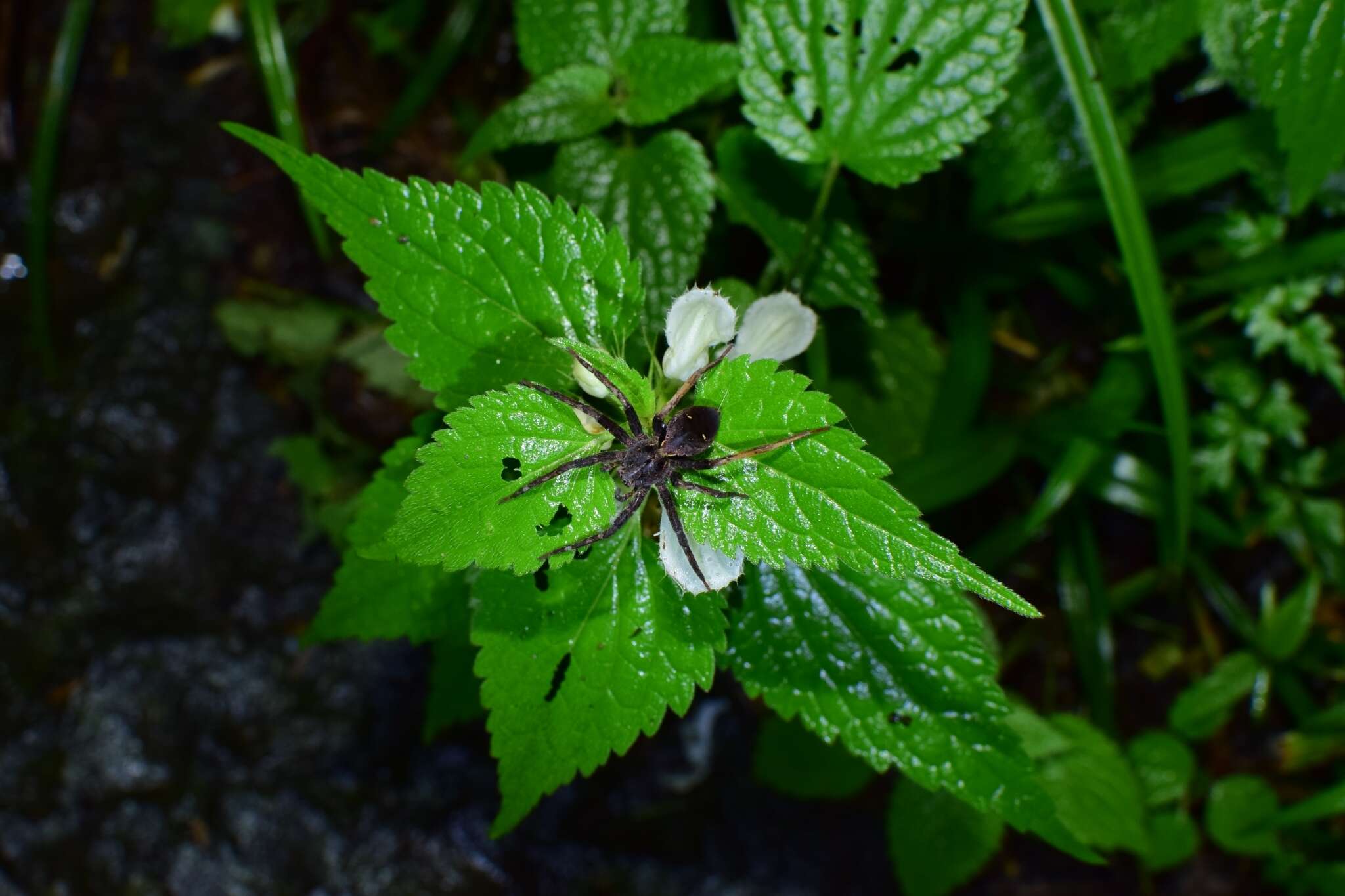 صورة Dolomedes nigrimaculatus Song & Chen 1991