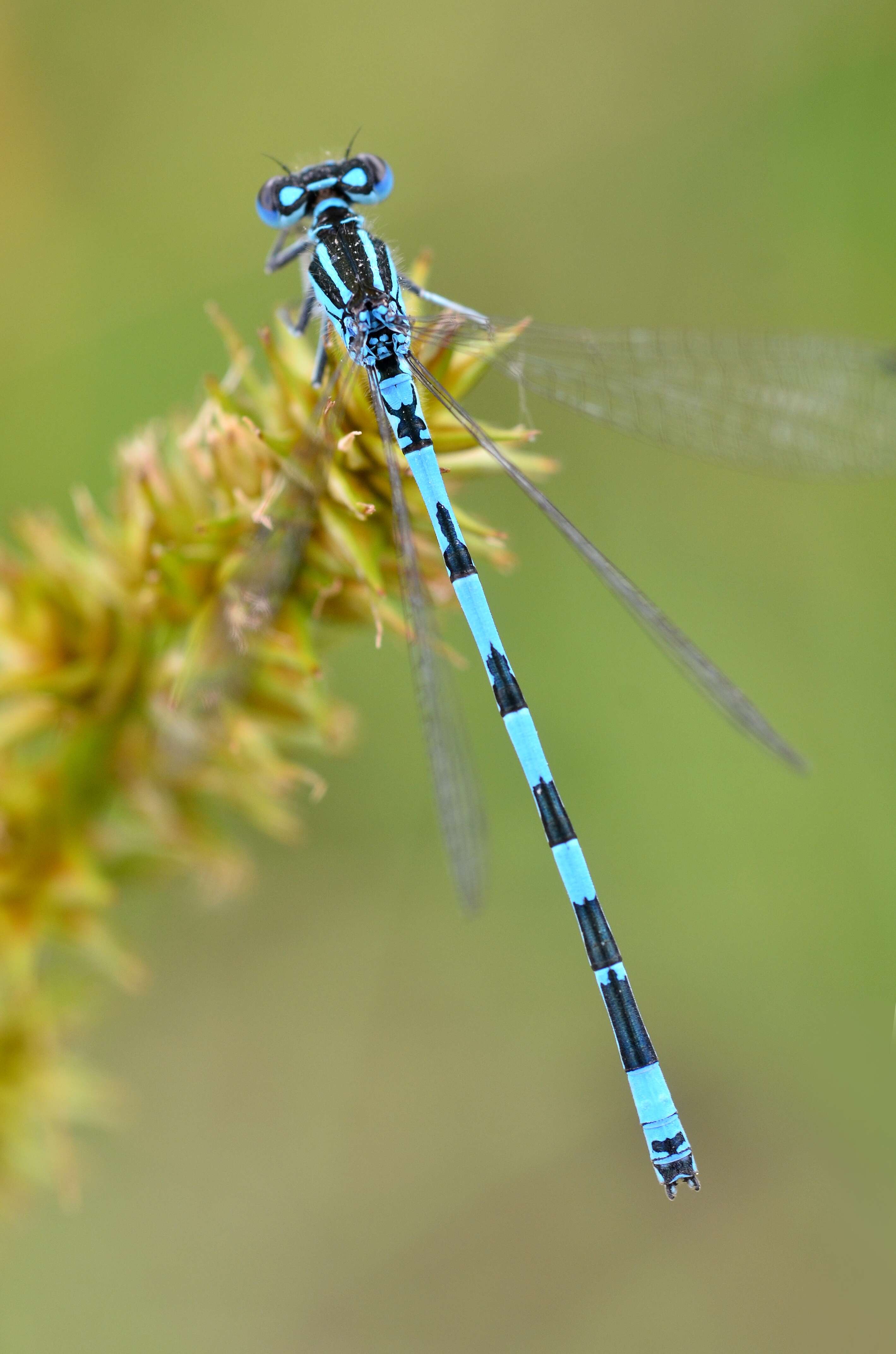 Image of Southern Damselfly