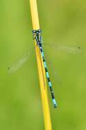 Image of Southern Damselfly