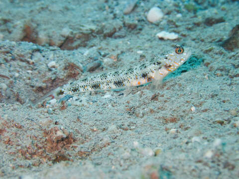 Image of Yellowfoot shrimpgoby