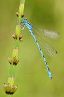 Image of Southern Damselfly