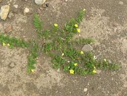 Image of Large-flowered devil-thorns,