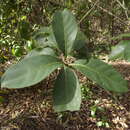 Image of Coelospermum paniculatum F. Muell.