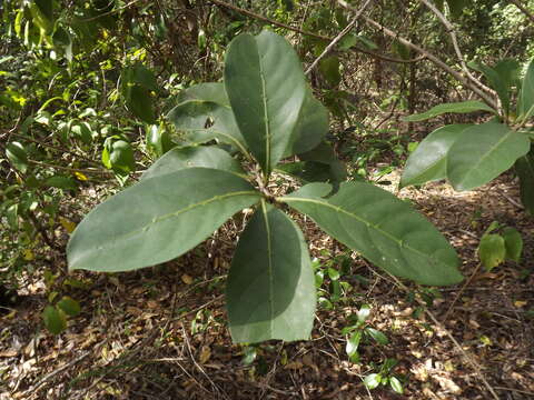 Image of Coelospermum paniculatum F. Muell.