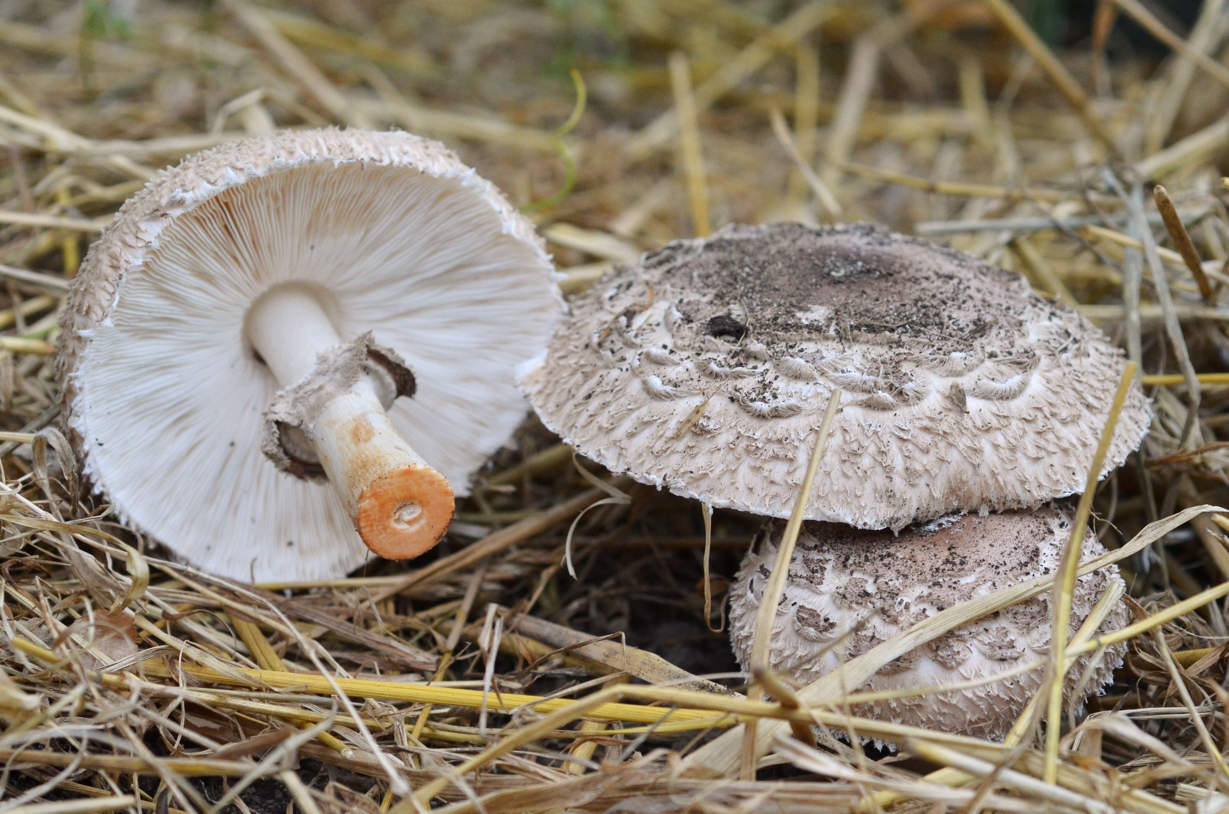 Plancia ëd Chlorophyllum rhacodes