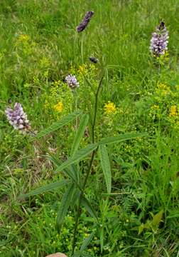 Image of Sampson's-Snakeroot