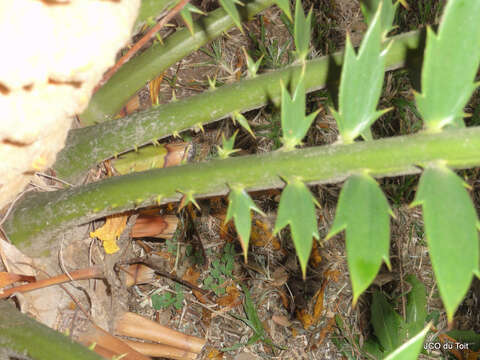 Image of Natal Cycad