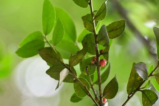 Image of Ilex vomitoria subsp. chiapensis (Sharp) A. E. Murray