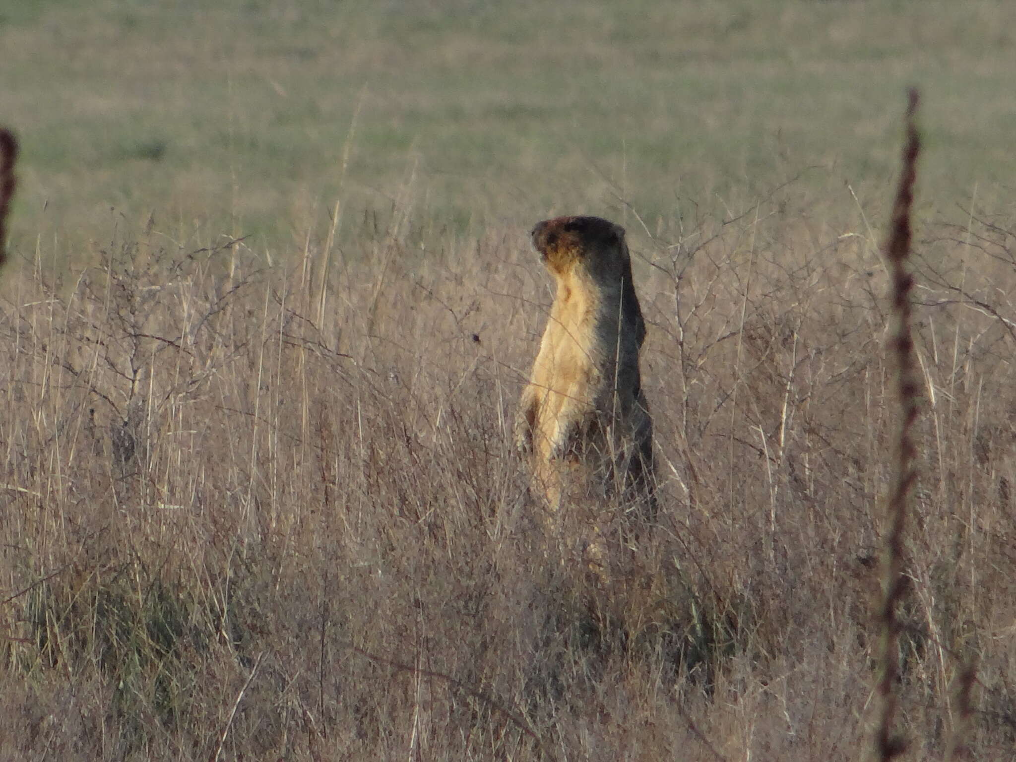 Image of Bobak Marmot