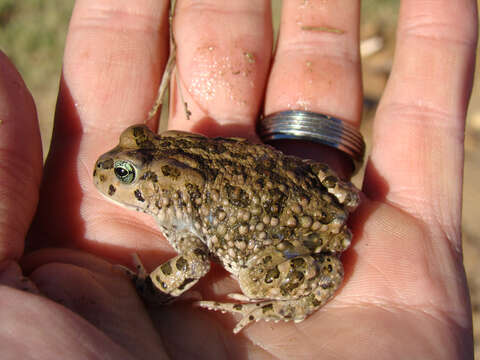 Image of Vandijkophrynus Frost, Grant, Faivovich, Bain, Haas, Haddad, de Sá, Channing, Wilkinson & Donnellan et al. 2006