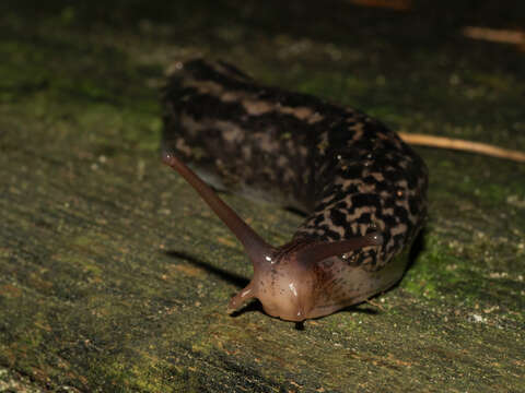 Image de Limax Linnaeus 1758