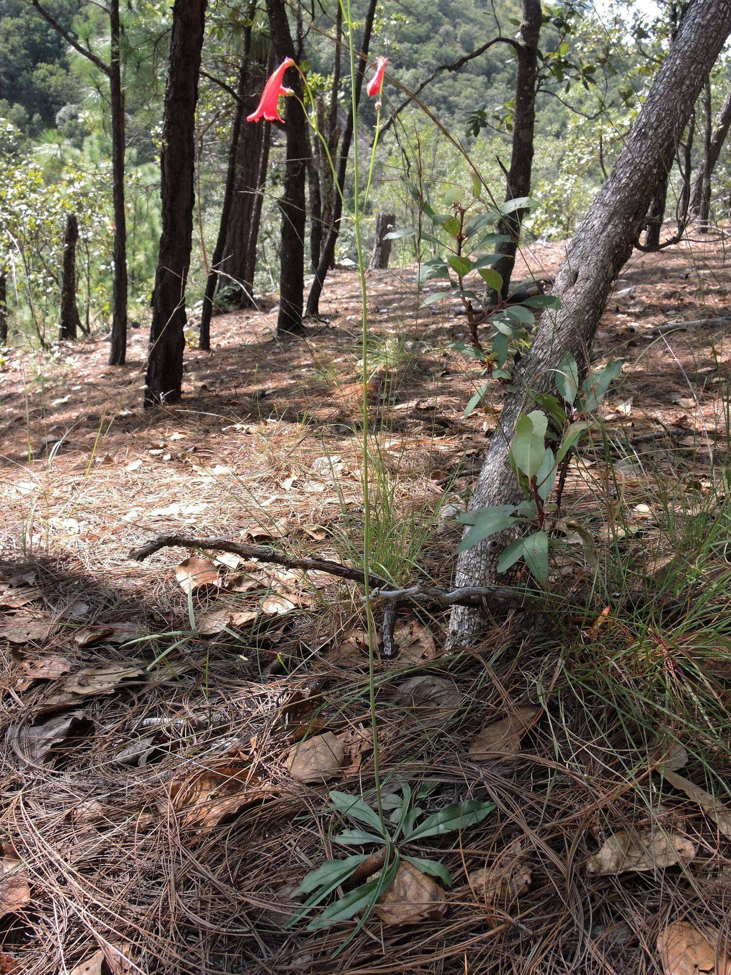 Image of Penstemon wislizenii (A. Gray) Straw