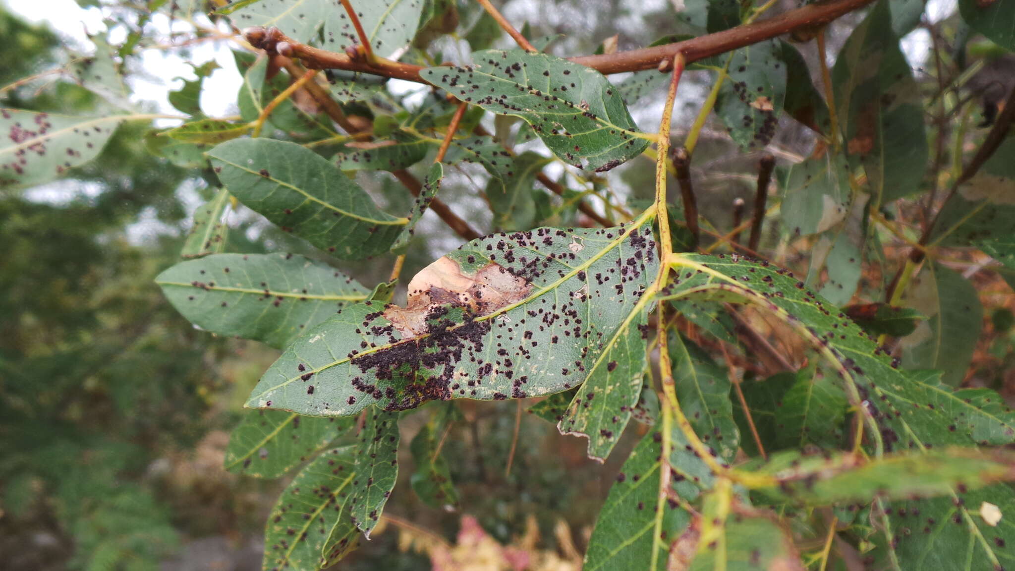 Plancia ëd Pileolaria terebinthi (DC.) Castagne 1842