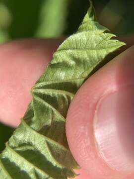 Image of Wisconsin blackberry