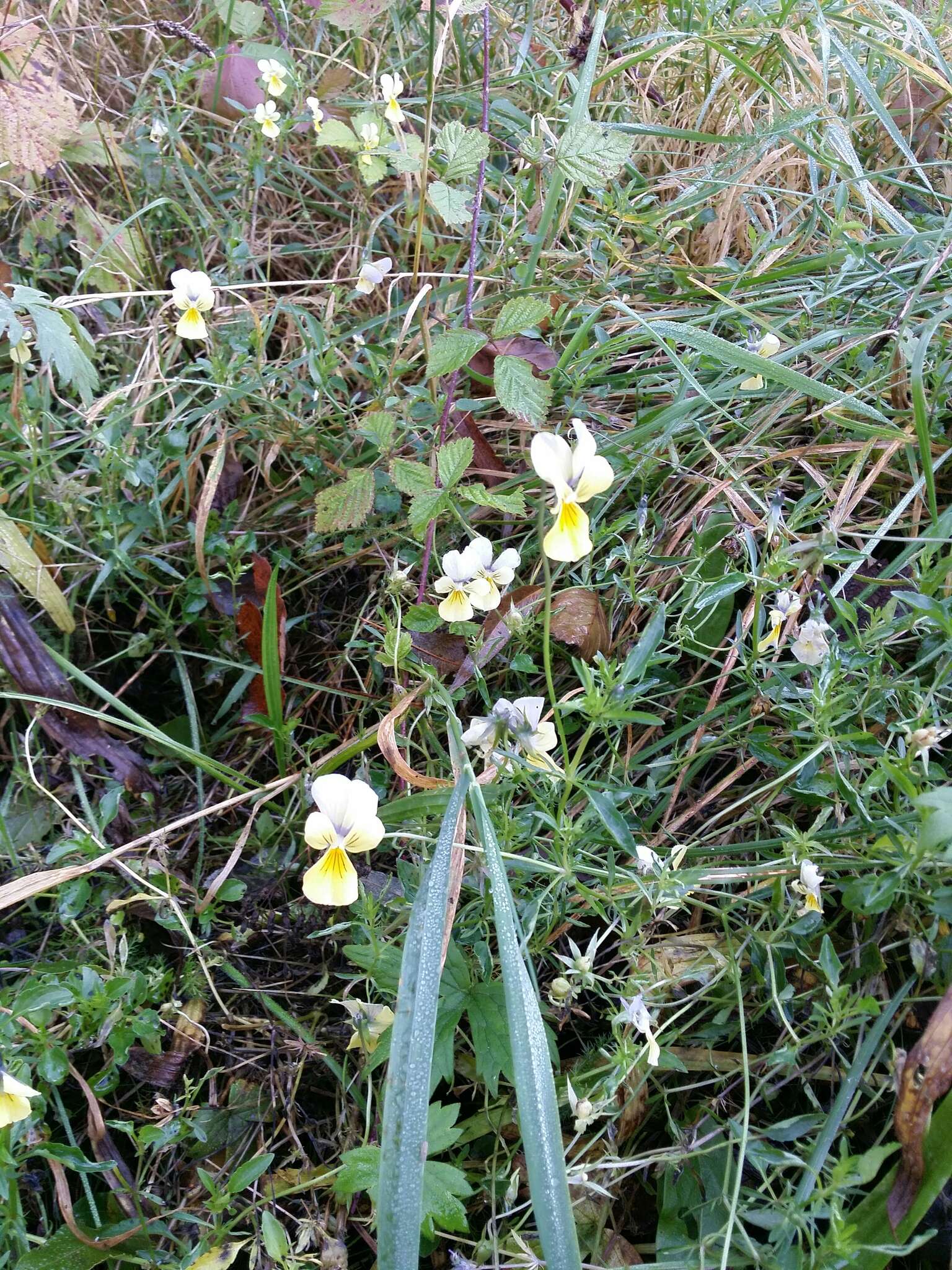 صورة Viola lutea subsp. calaminaria (DC. ex Gingins) J. D. Nauenburg