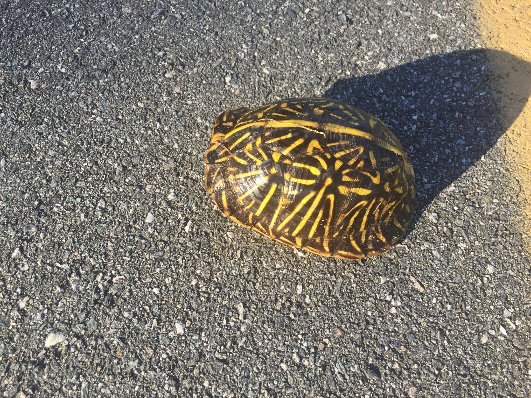 Image of Florida box turtle