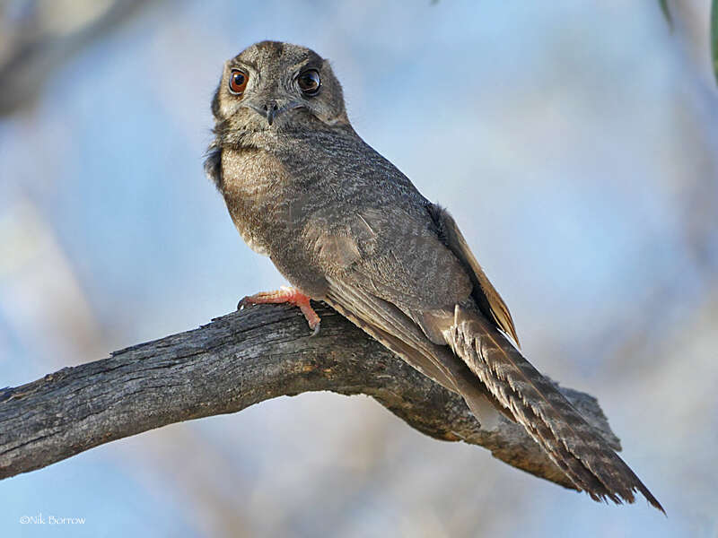 Image of owlet-nightjars