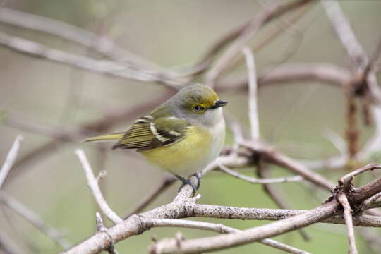 Image of White-eyed Vireo