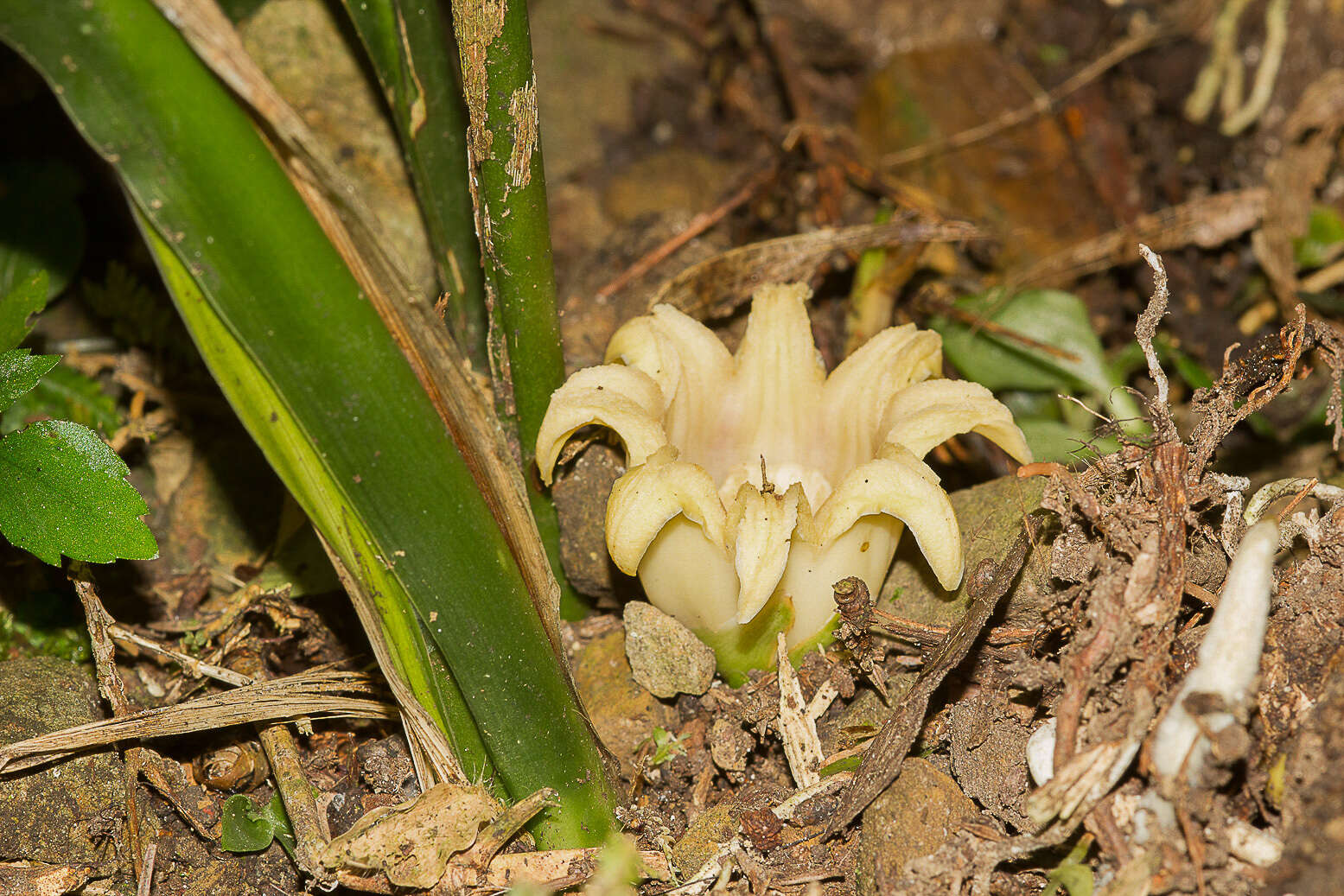 Sivun Aspidistra elatior var. attenuata (Hayata) S. S. Ying kuva