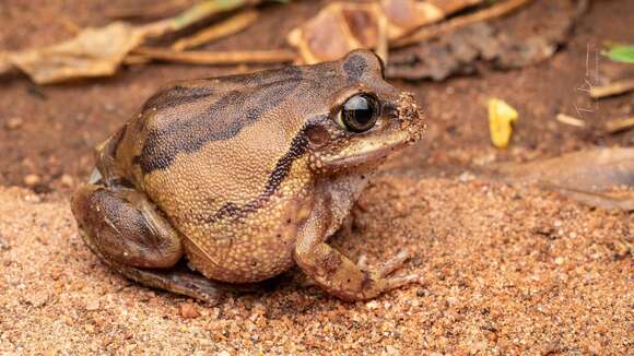 Image of horseshoe forest treefrog