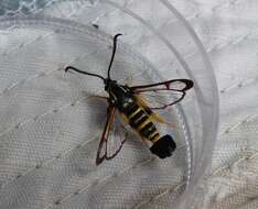 Image of Yellowlegged Clearwing Moth