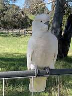 Image of Cacatua galerita galerita (Latham 1790)