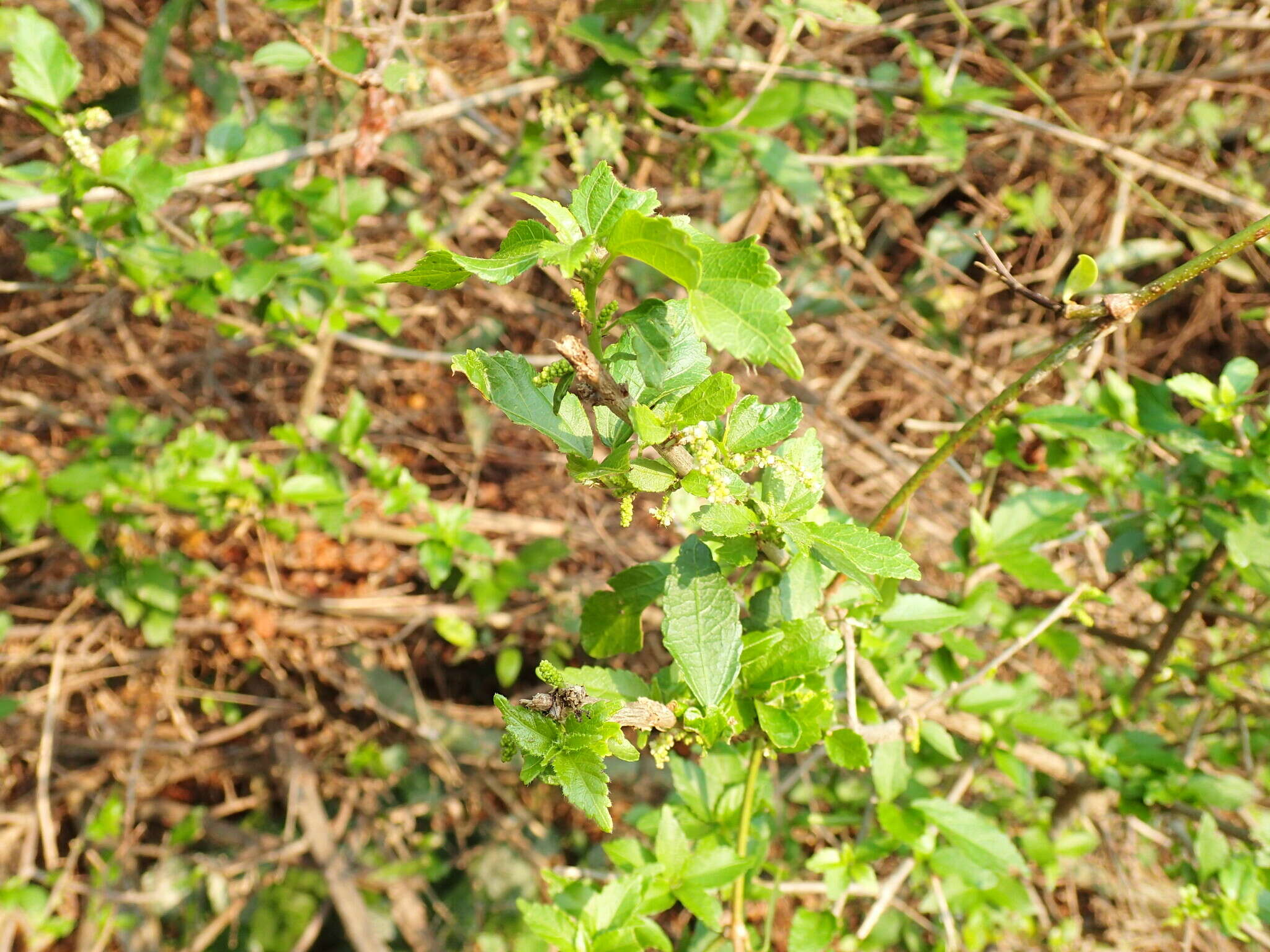 Imagem de Acalypha glabrata Thunb.